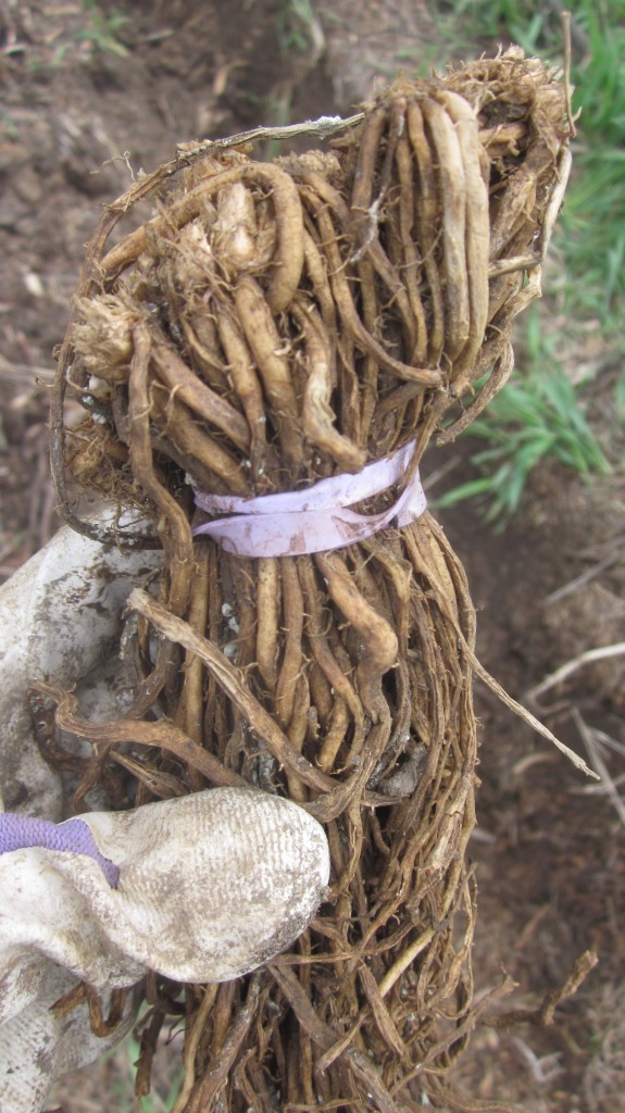 Here's a bundle of healthy one-year asparagus roots, bound with a lavender rubber band, help with my lavender-gloved hand.  Cool, huh?