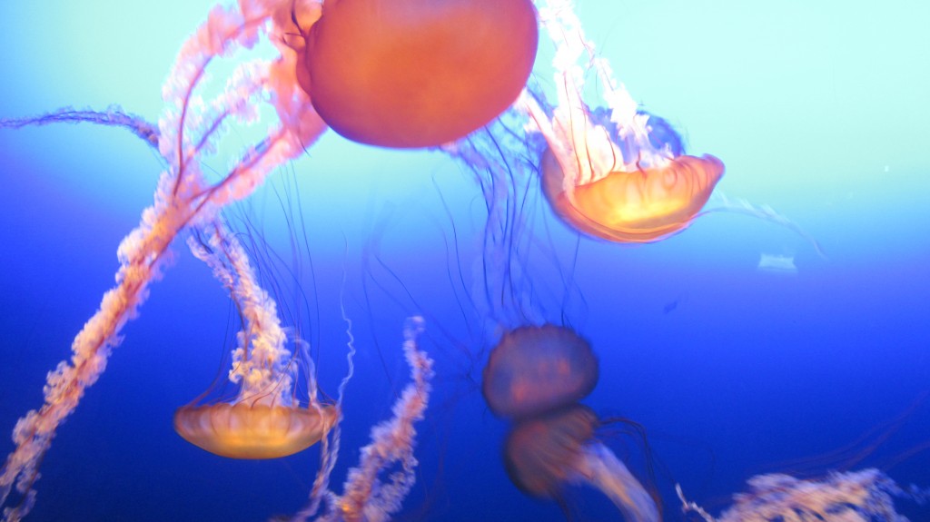 These jellyfish show how God enjoys ruffles and the color pink.