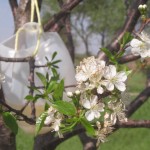 All-natural fruit tree “bait” for insects: it works!