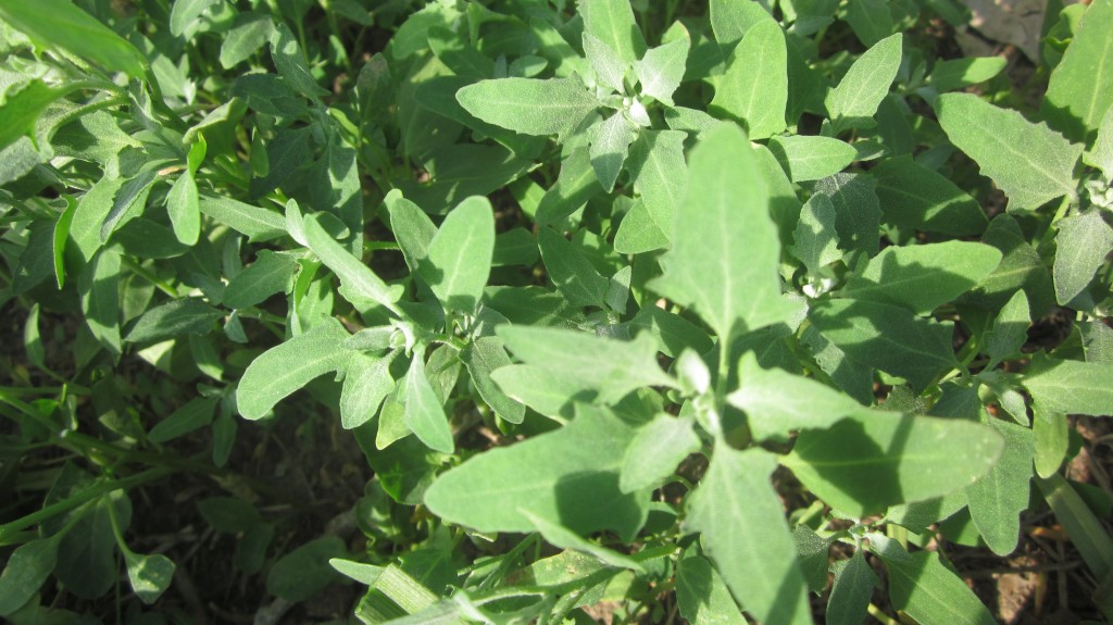 Lambsquarters are about as common-looking as weeds come, but they will surprise you at how delicious they are!