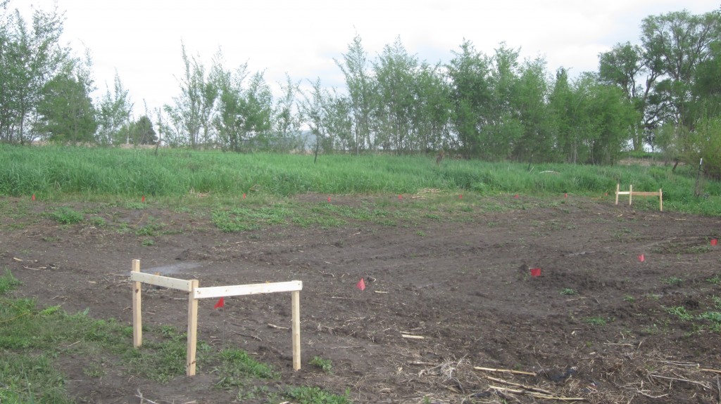 Hoophouse-building