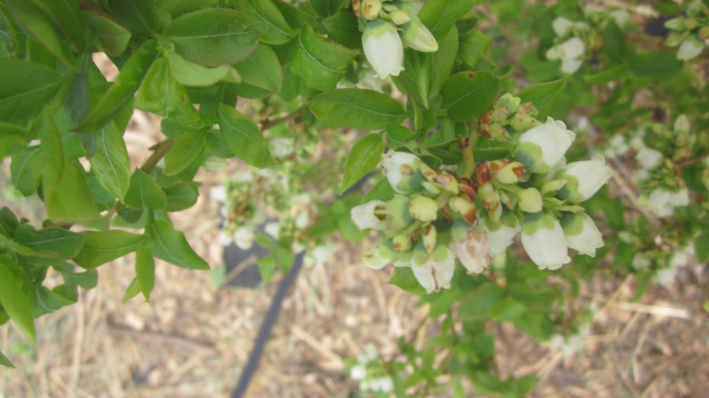 This blueberry bush is loaded with blossoms. In a few weeks, they'll be berries and ready to pick!