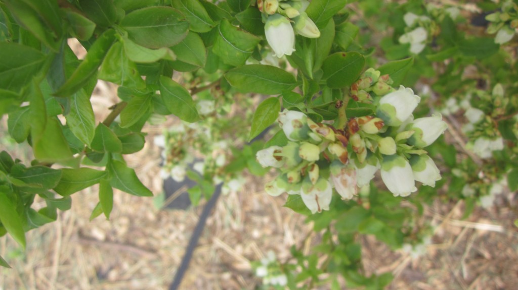 blueberry bush blossoms