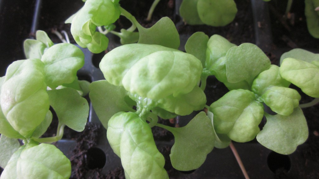 These lettuce-leaf basil seedlings are waiting patiently for the hoophouse to be finished.