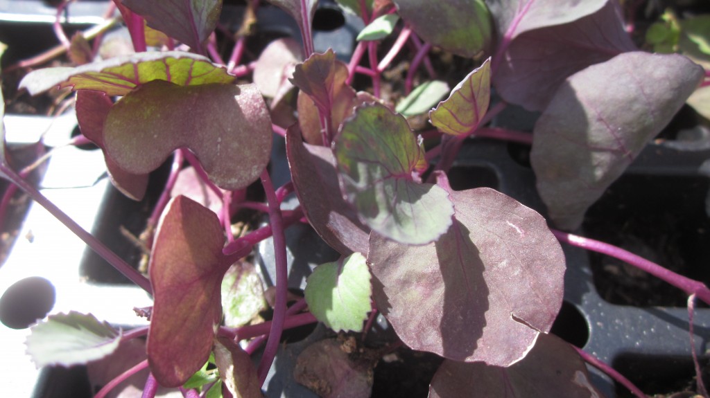Hang on, purple cabbage seedlings!