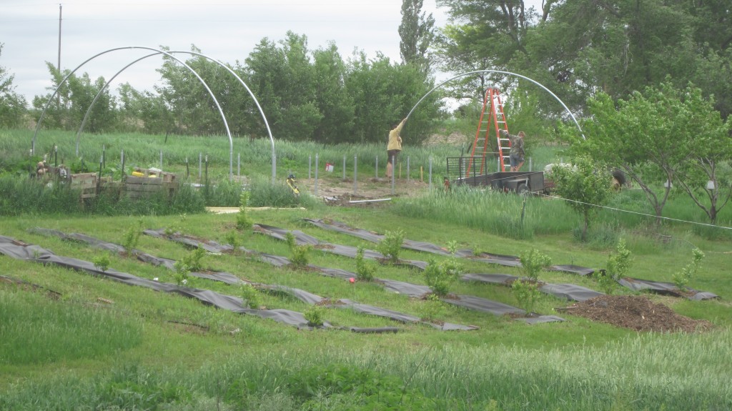 Hoop house Phase 2