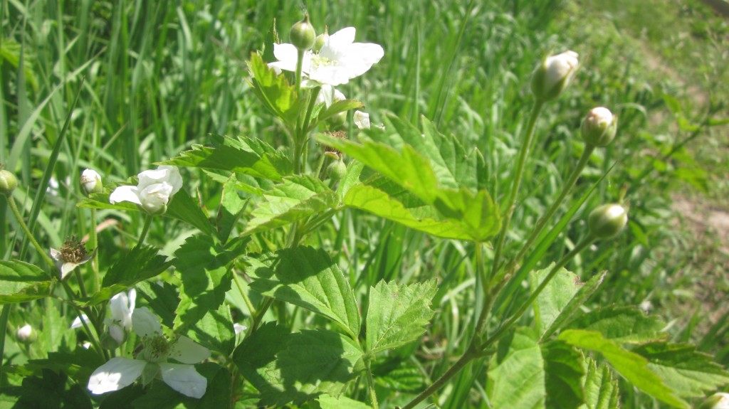 The dewberry brambles are covered with blossoms and buds, even though they are crowded out by the brome grass.