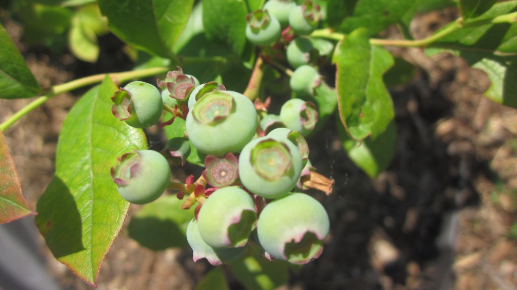 I am inordinately pleased by the blueberries that are setting on this year.