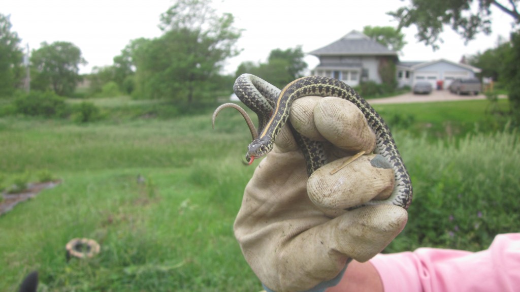 Common garter snake, or (Thamnophis sirtalis)