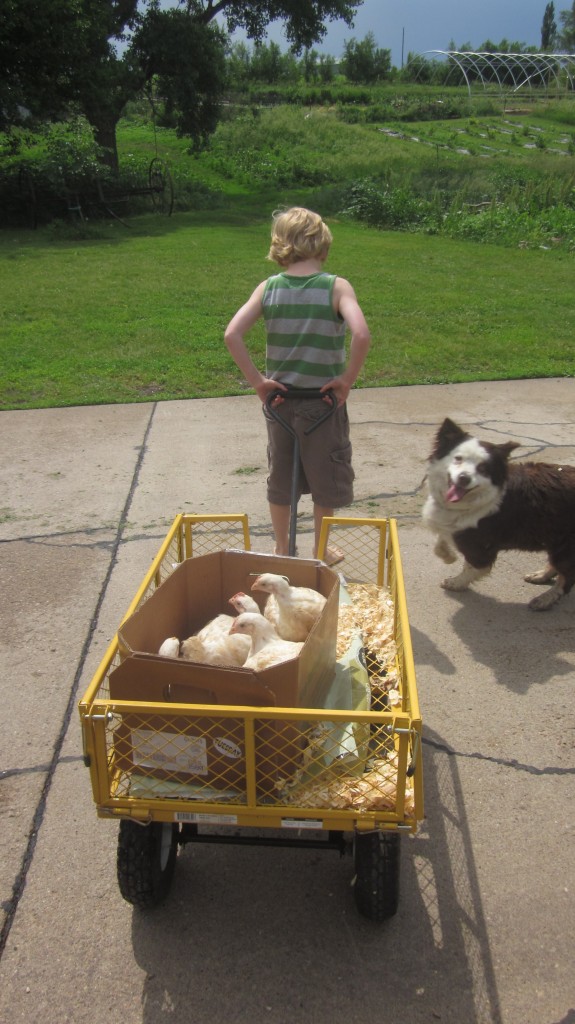 Our Australian Shepherd Bea was excited and was convinced that we needed her help to keep the chicks inside the box.