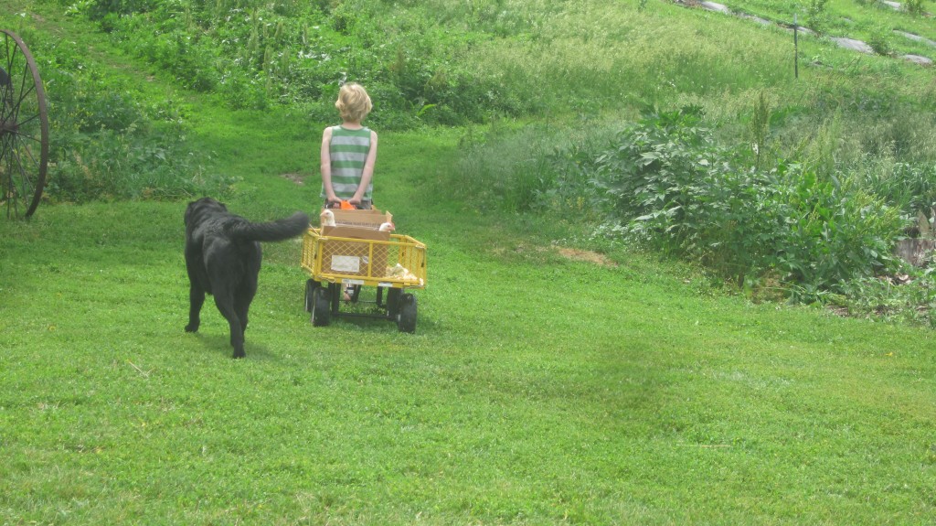 Where the little man and the chickens go, the dogs follow.