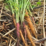 The Prairie Homestead Guest Post:My New Favorite Garden Tools!