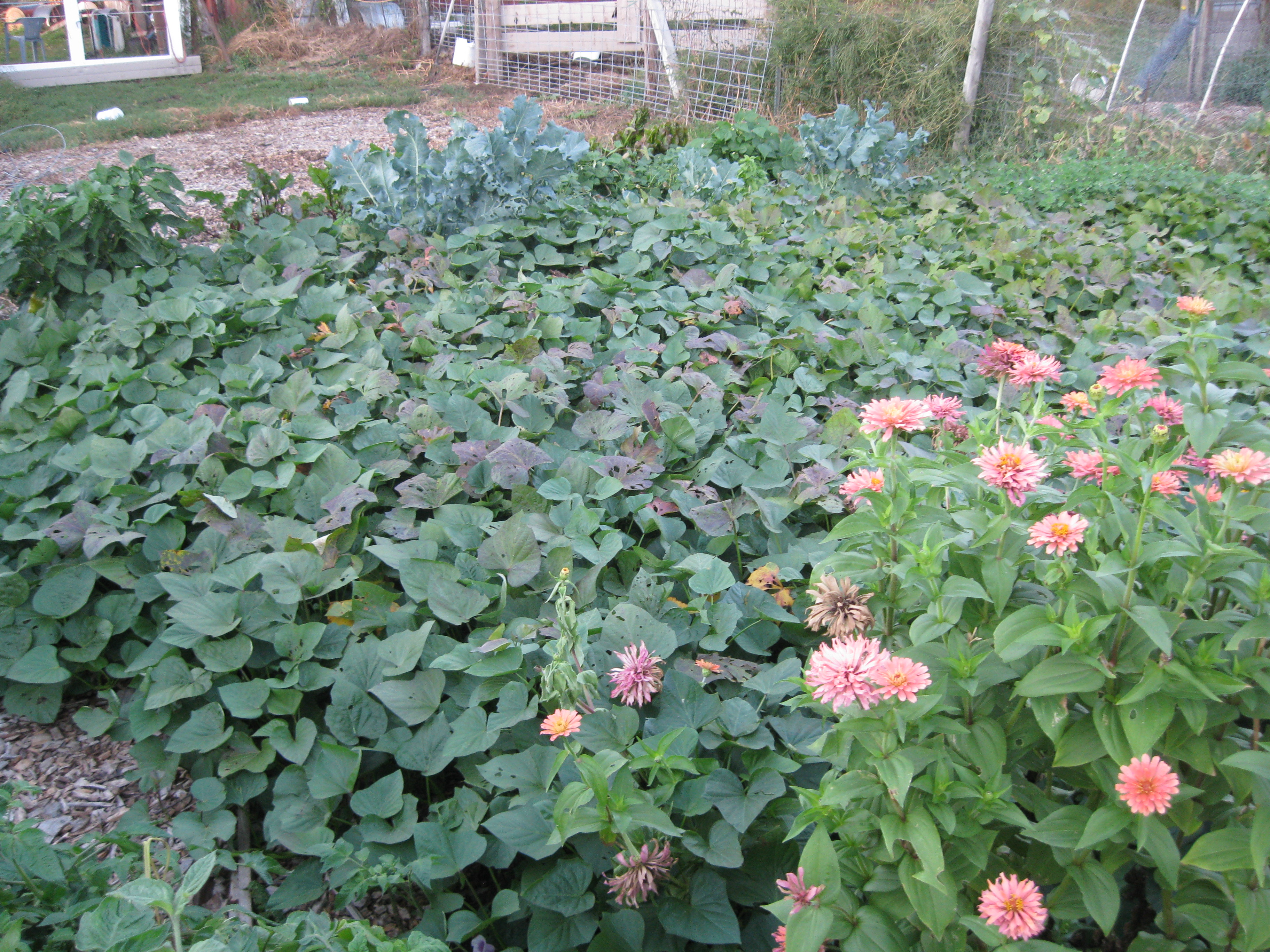 Return to Anne’s “Back to Eden” garden: oh, the sweet potatoes!