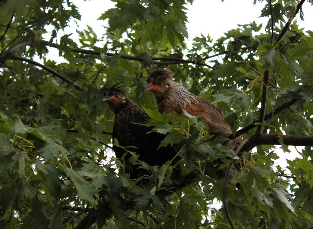 Elna and Boudica are pretty stubborn about being in the tree at night.