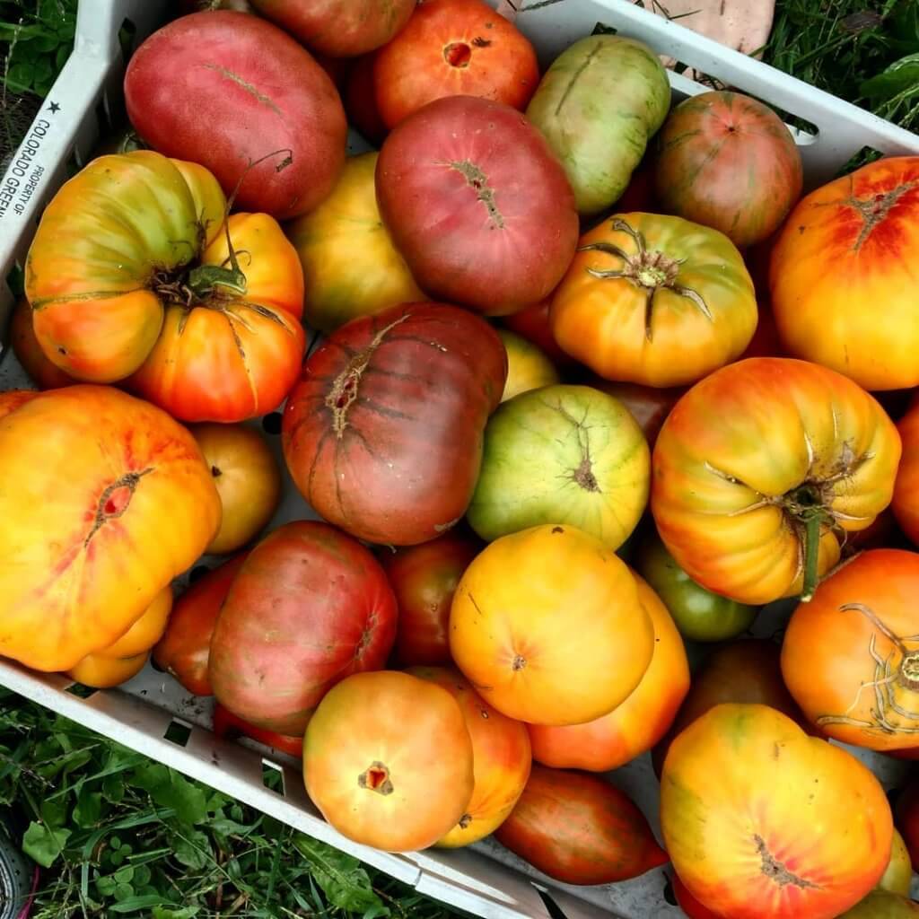 tray of heirloom tomatoes in many colors