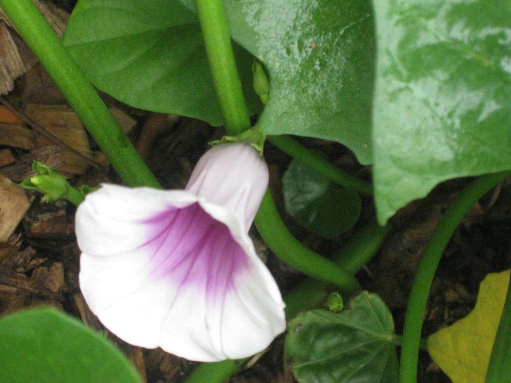 This is a blossom on a sweet potato plant, which, Anne says, means the plant is very happy indeed.