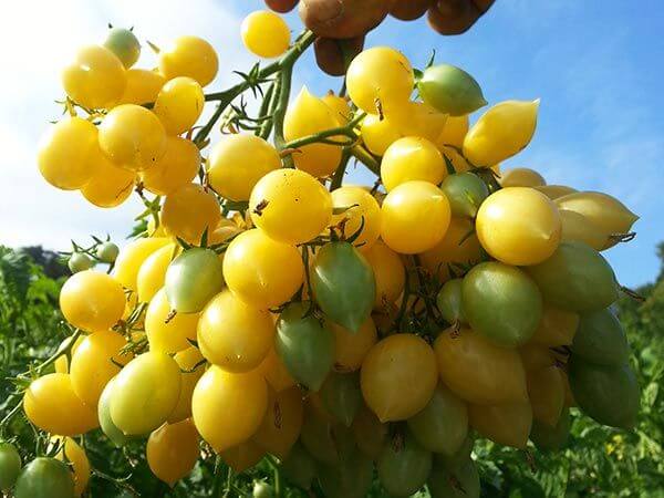 cluster of yellow cherry tomatoes
