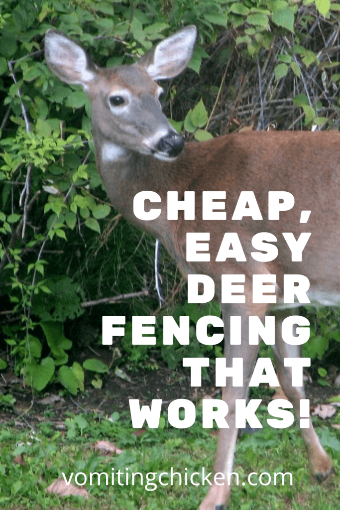 white tailed deer with title "cheap, easy deer fencing that works" #deerfence #protectfrom deer #cheapeasydeerfence #howtokeepdeeroutoftheorchard #whitetaileddeerpest 