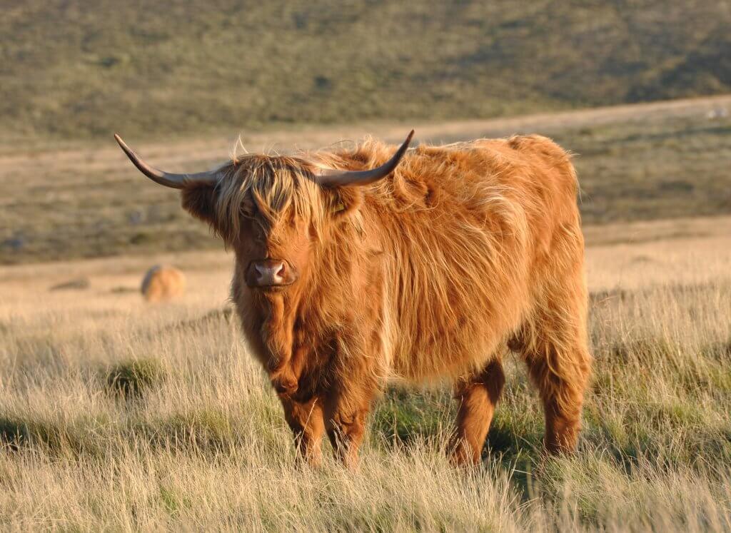 brown Highland cow