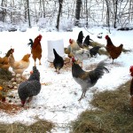 The flap about Diatomaceous Earth and why your chickens need it