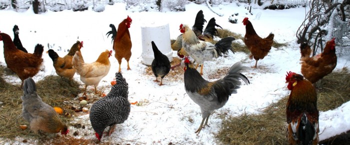 The flap about Diatomaceous Earth and why your chickens need it