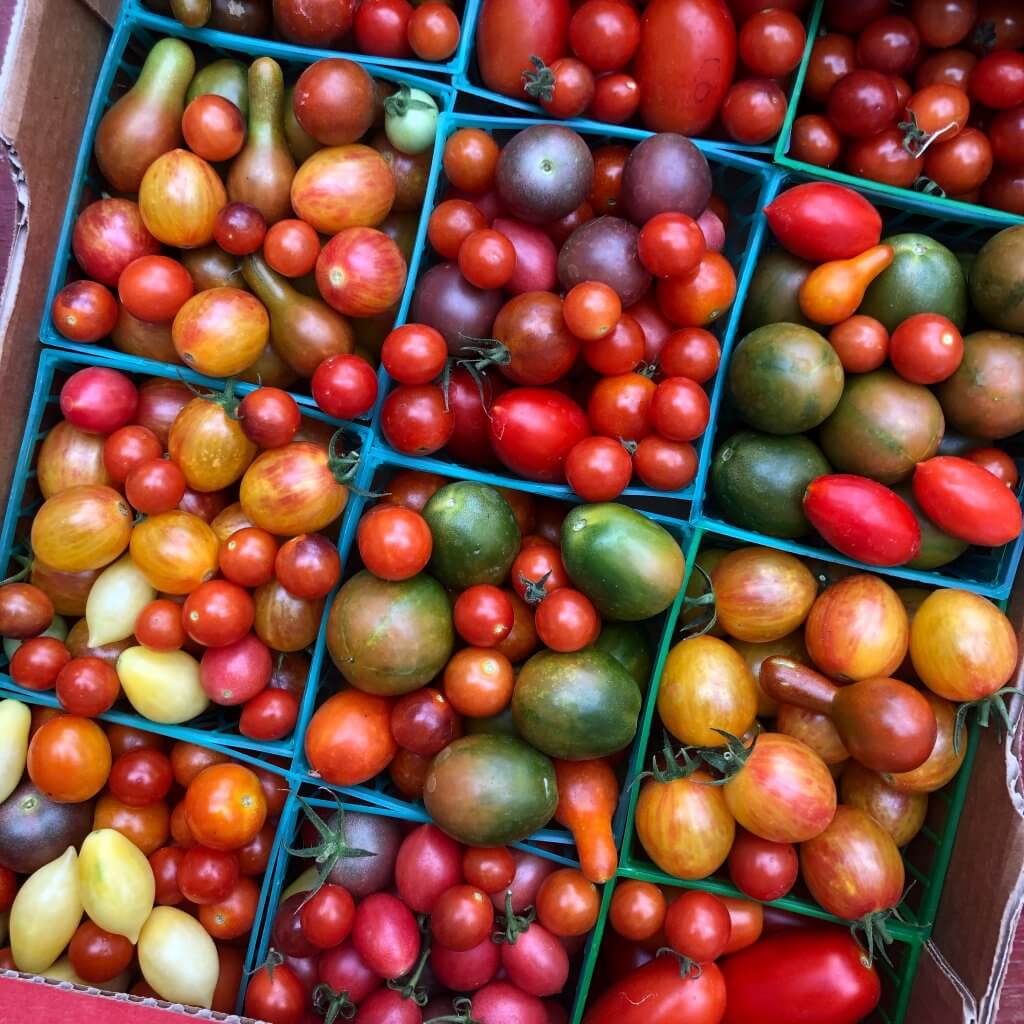 flat of small colorful cherry tomatoes