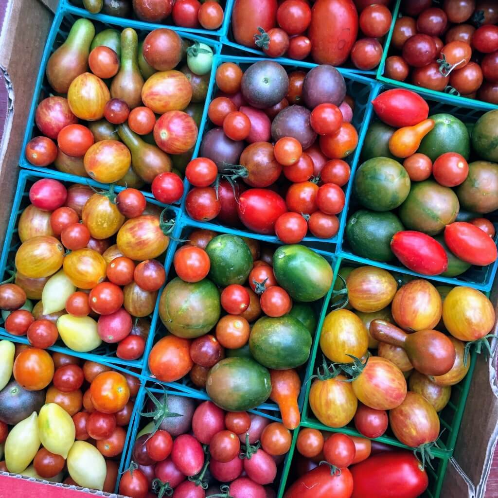 boxes of cherry tomatoes in many colors