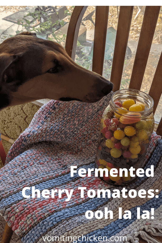 dog & cherry tomatoes