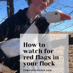 How to Eyeball your Flock Daily to watch for red flags