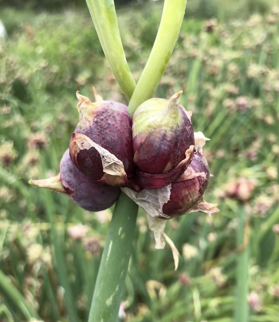 Egyptian onion bulbils