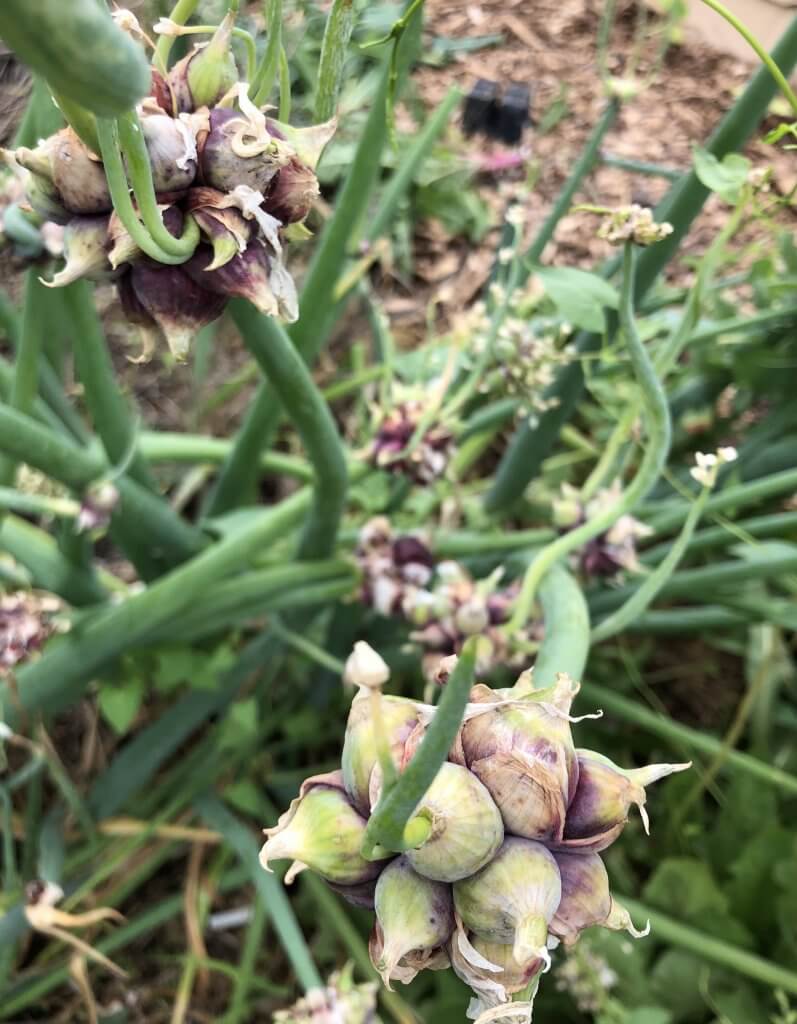 bulbils of Egyptian Walking onions