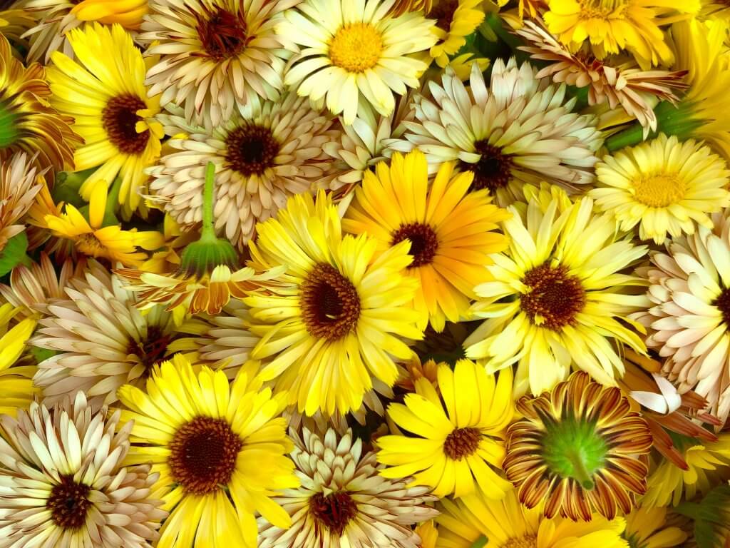 piles of calendula blossoms