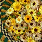 Make Your Own Healing Calendula Oil: amazing natural medicine for your skin!