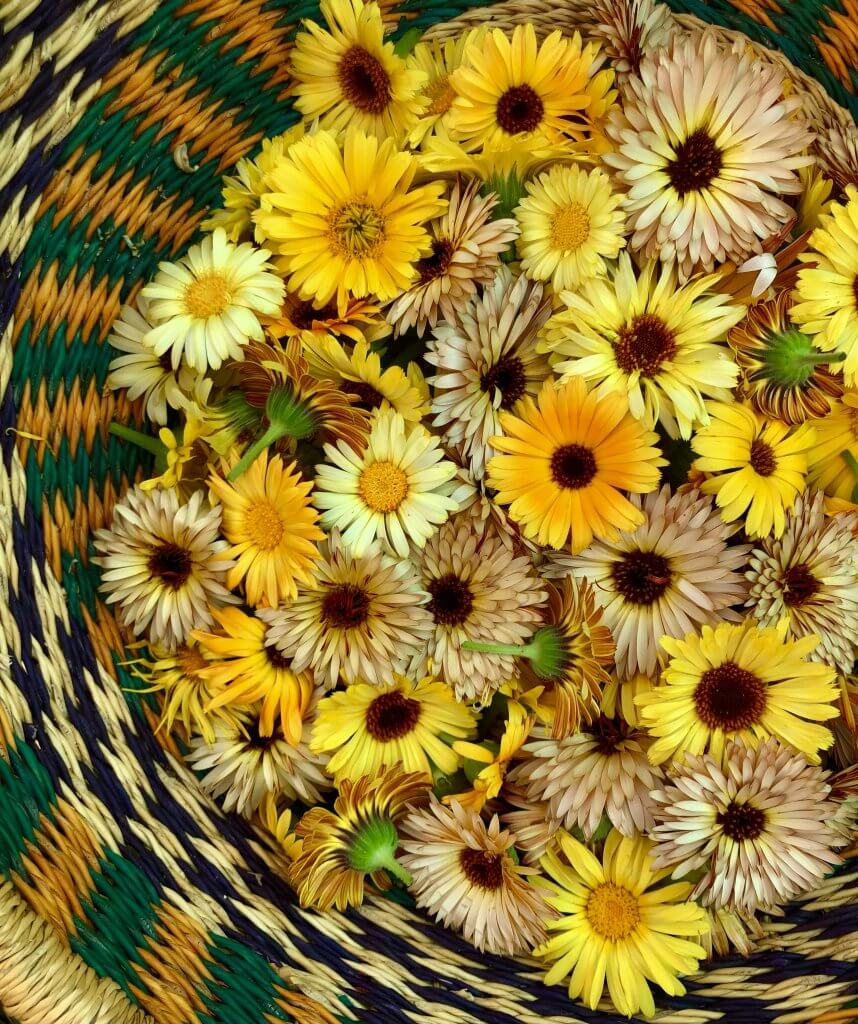 calendula in basket