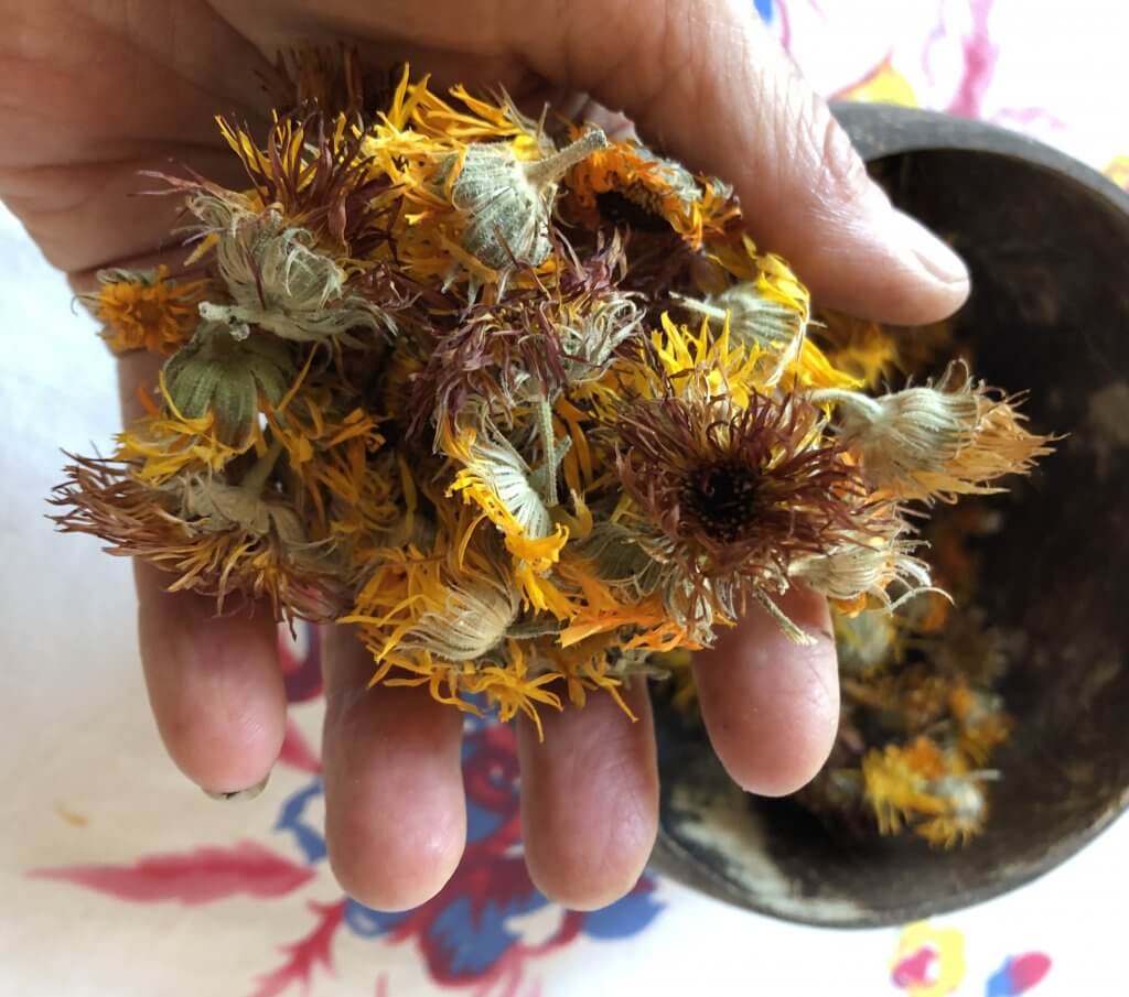 dried calendula flowers in my hand