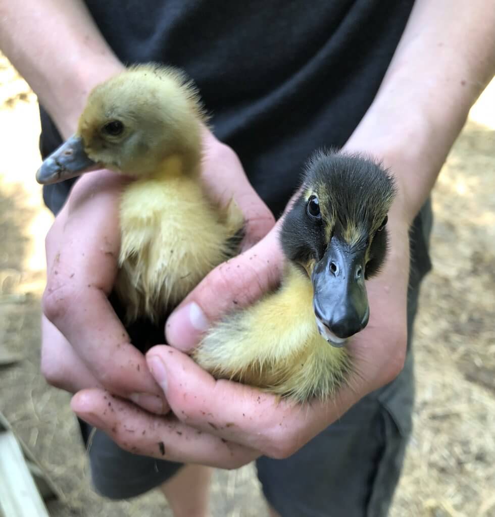 two ducklings