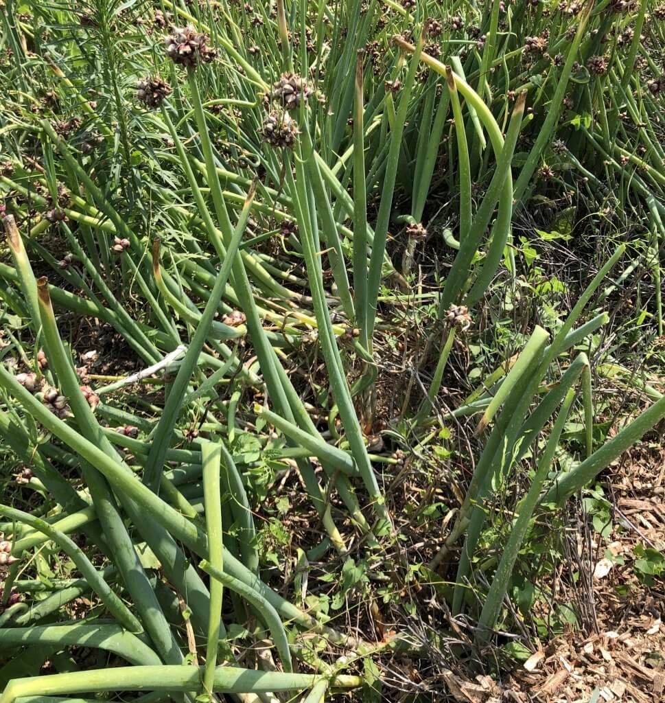 Egyptian Walking Onions