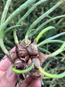 Egyptian Walking onions bulbils