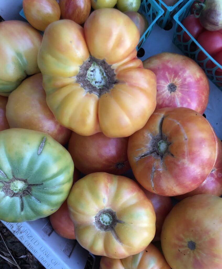 pile of pink/yellow tomatoes