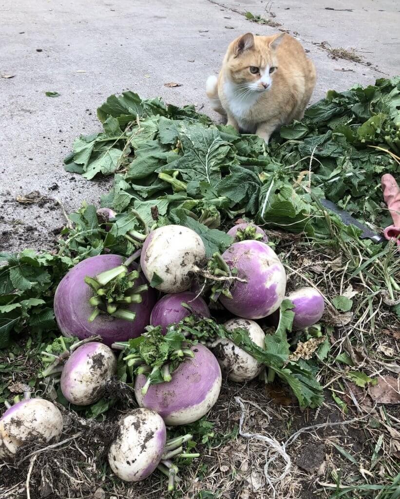 turnips and kitty