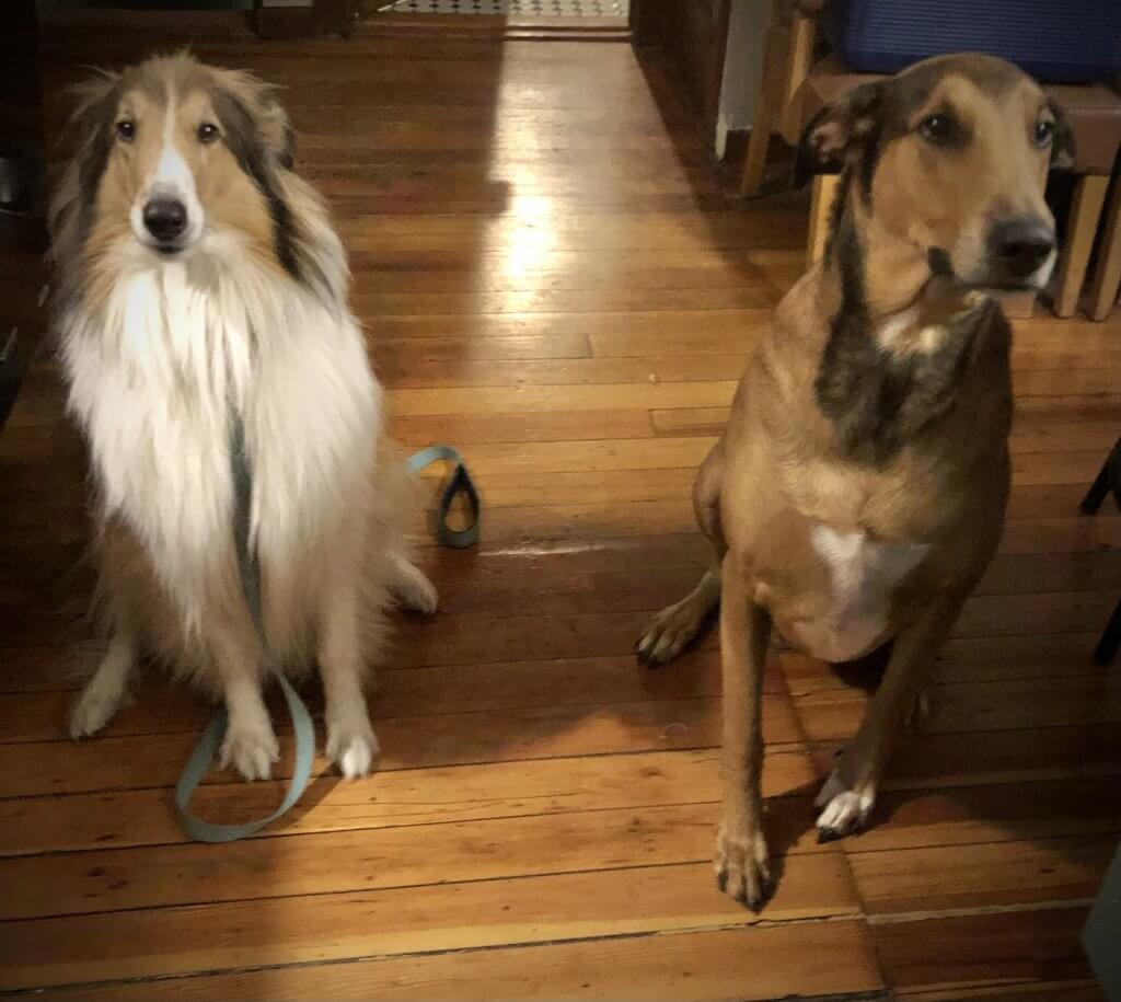 two dogs sitting on wooden floor