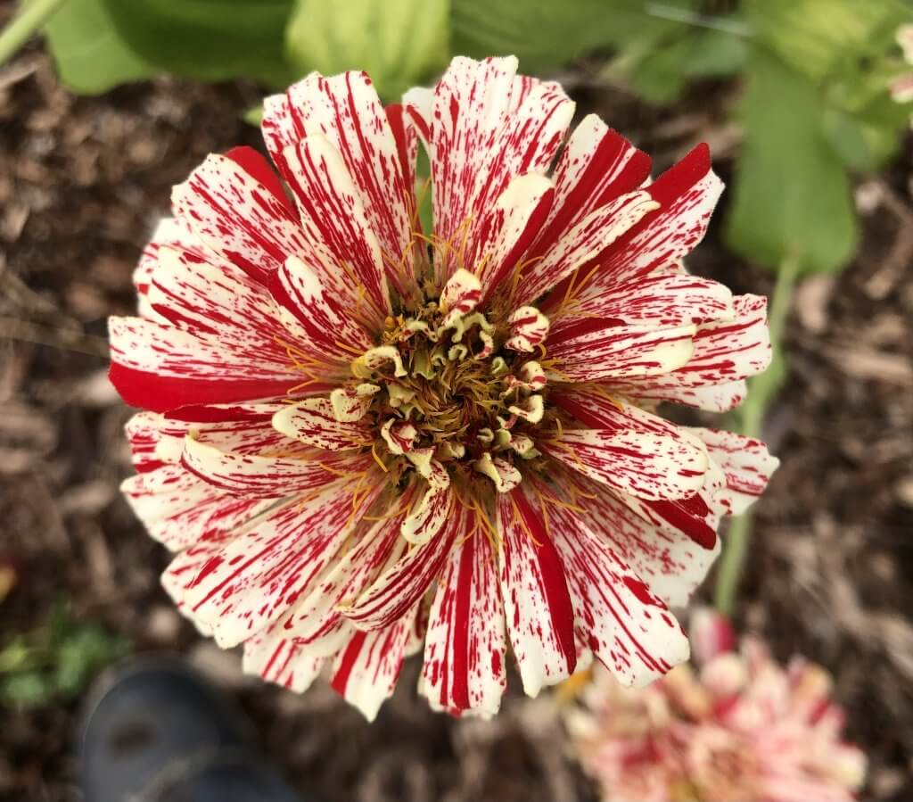 "Peppermint Stick" zinnia