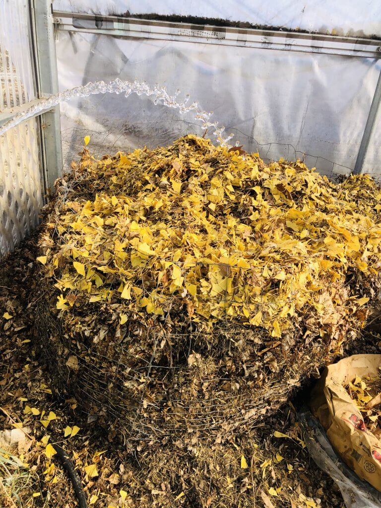 watering compost pile