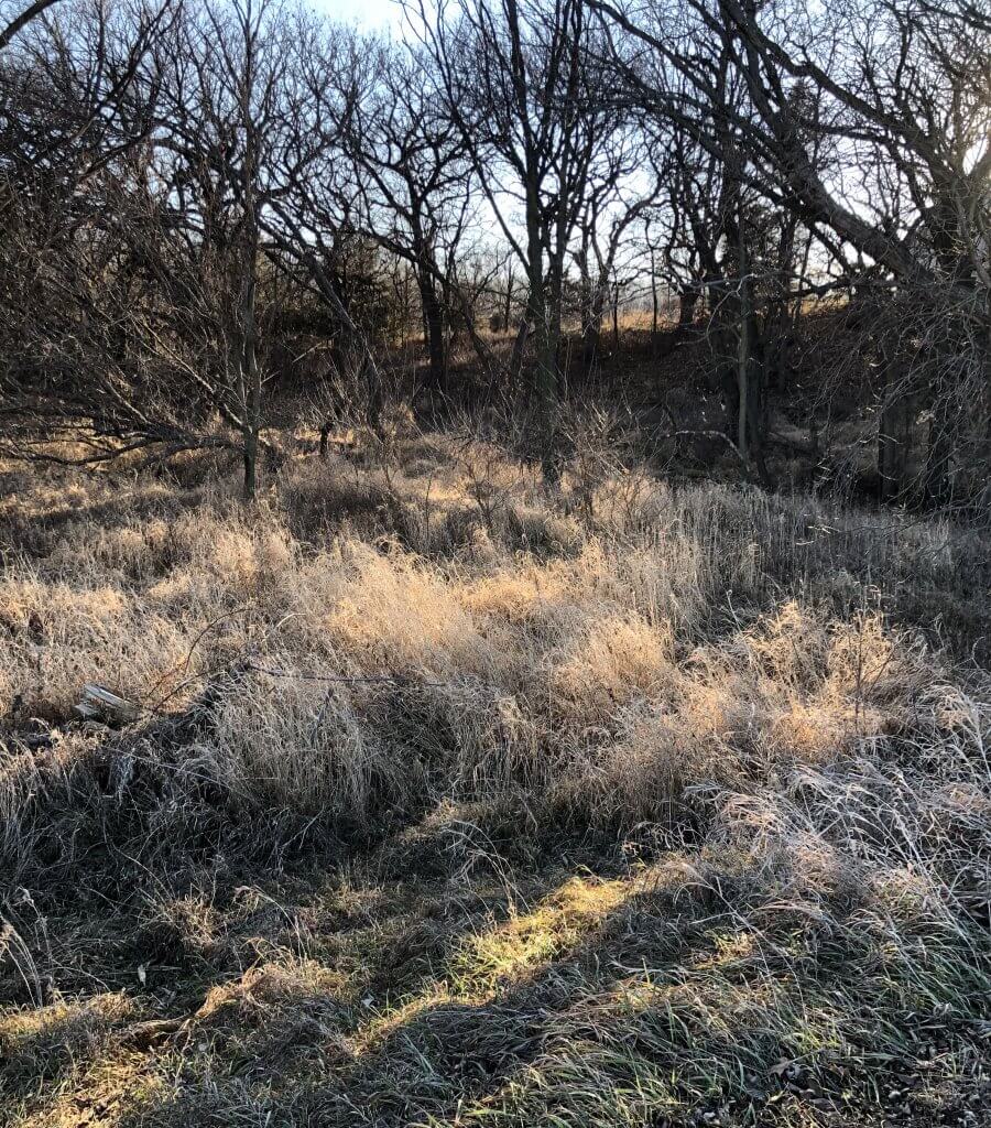 winter landscape