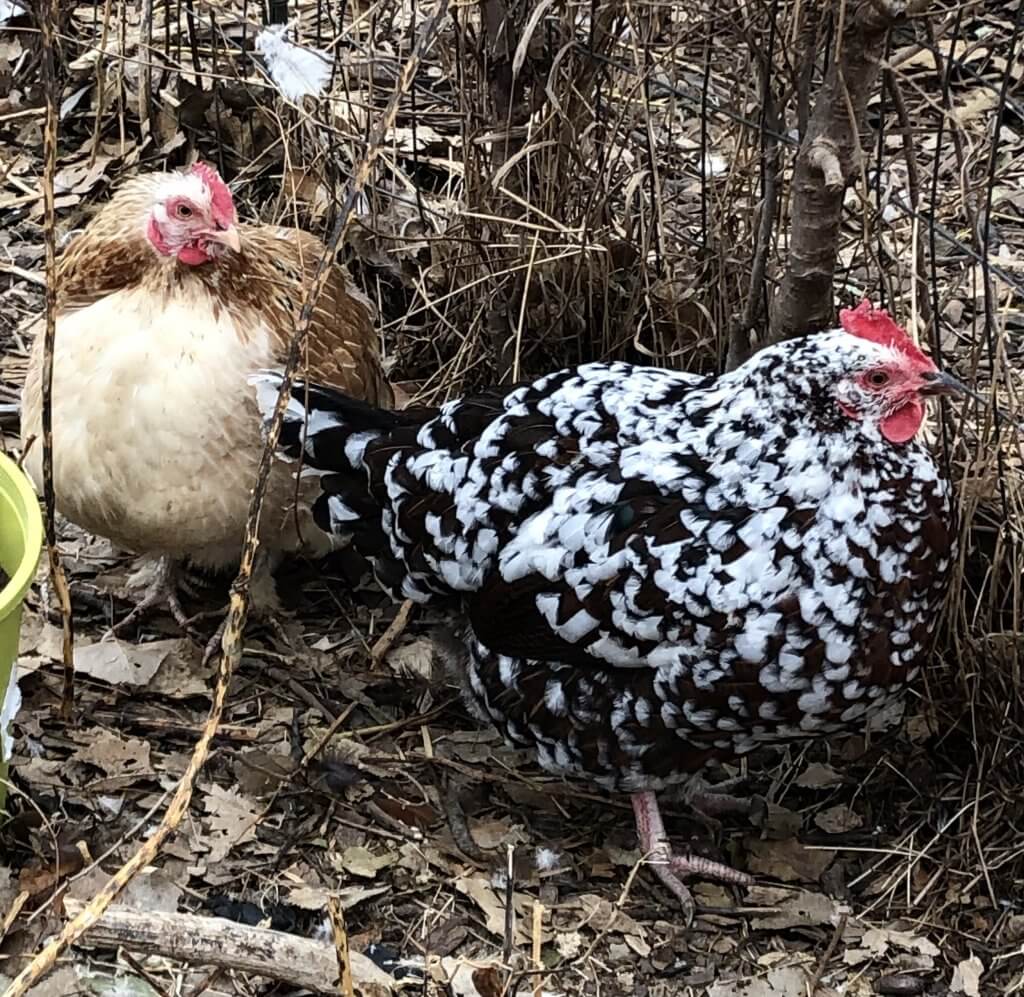 two puffy hens in brush