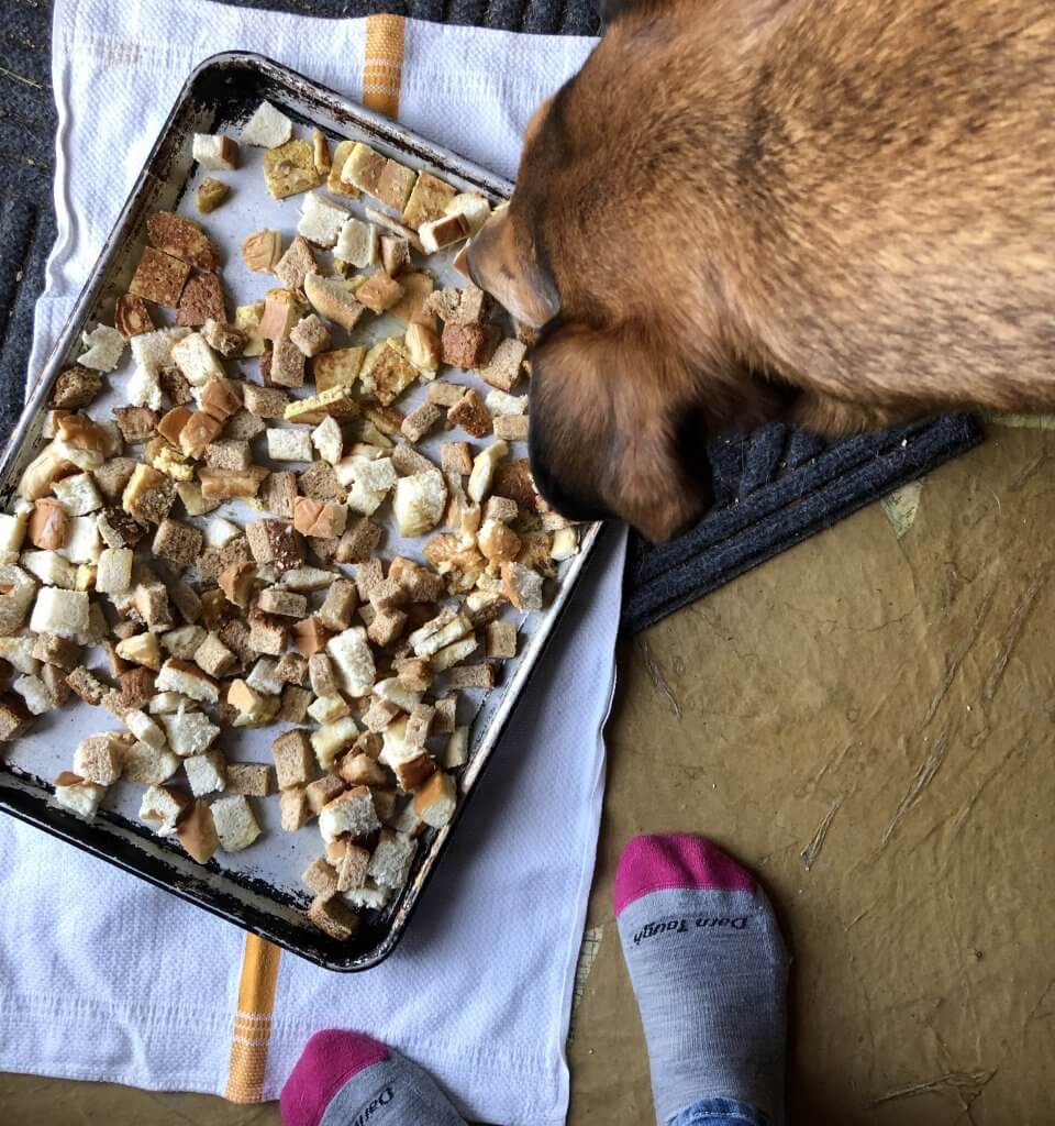 dog looking over pan with bread cubes