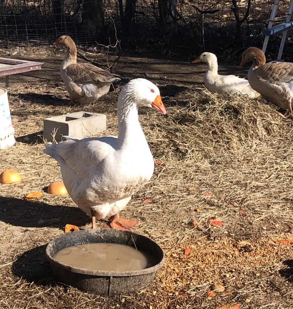 big white goose in yard