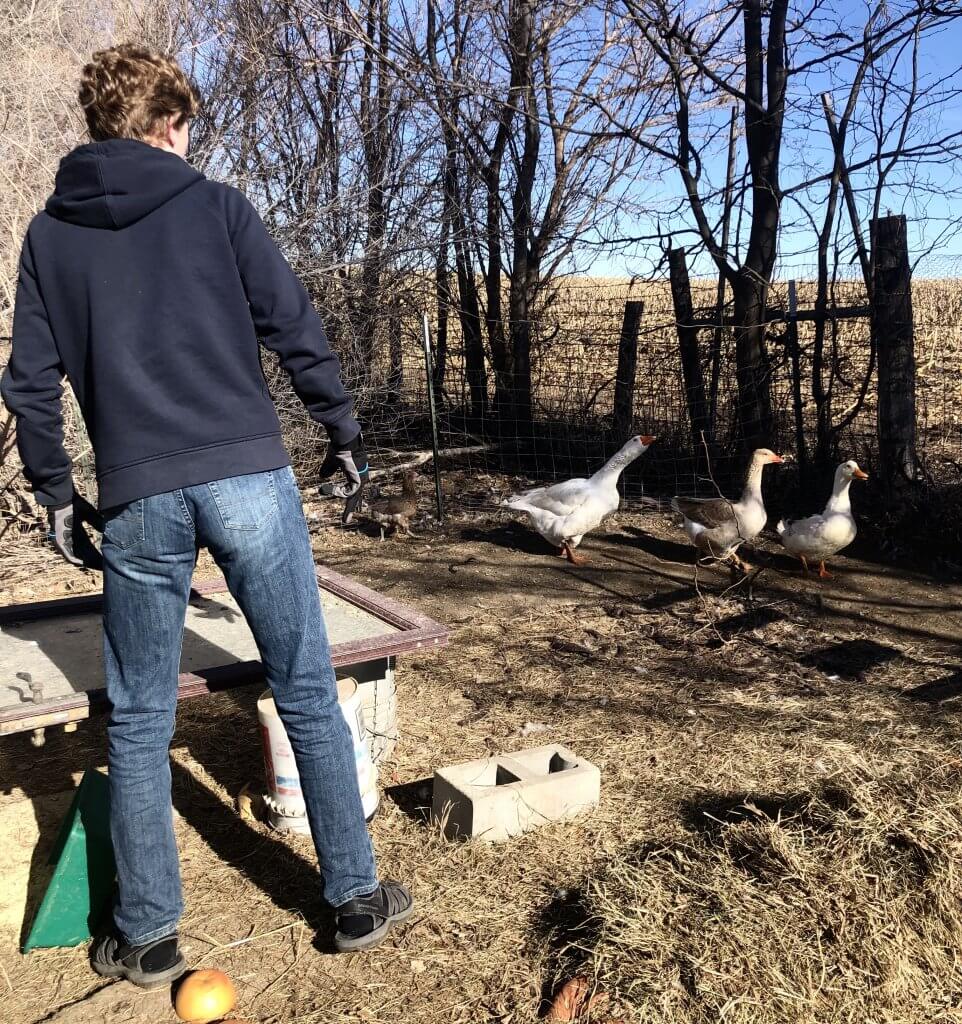 teenage boy in pen with geese