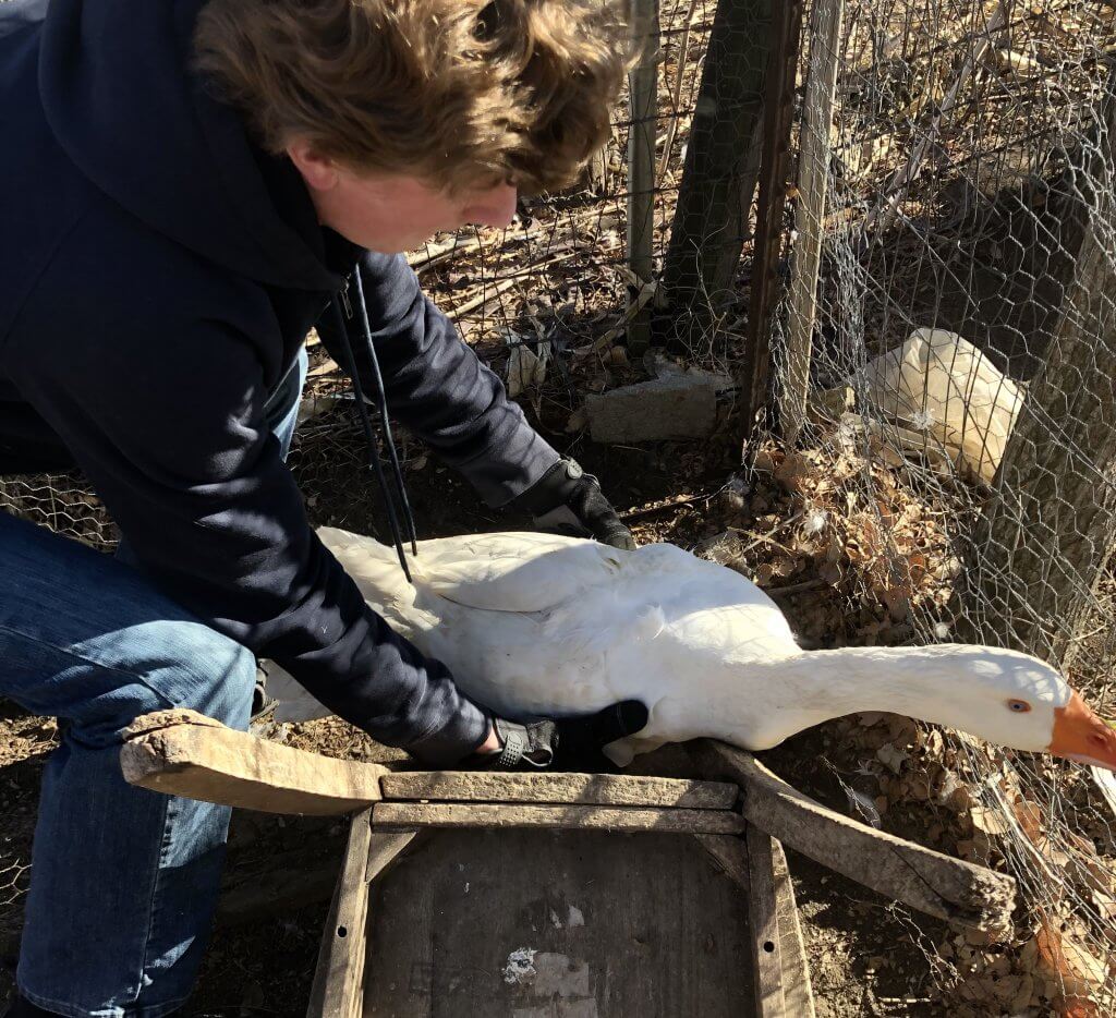 boy cornering white goose