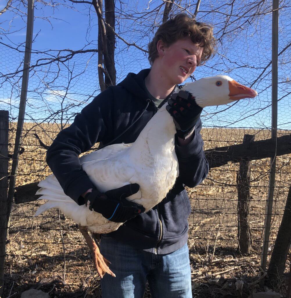 boy holding big white goose